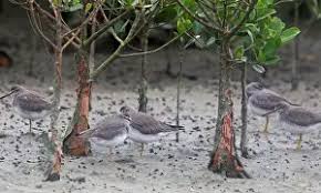 Image result for Tringa brevipes