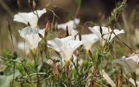 Attēlu rezultāti vaicājumam “Calystegia inflata flower”