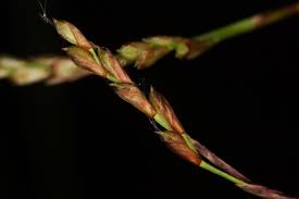 Attēlu rezultāti vaicājumam “Carex digitata bud”