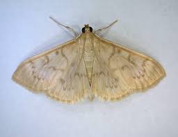 Attēlu rezultāti vaicājumam “Pleuroptya ruralis”