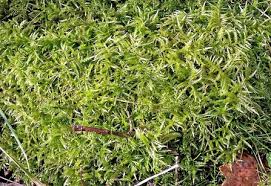 Attēlu rezultāti vaicājumam “Cirriphyllum piliferum”