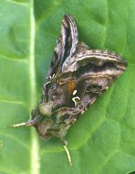 Attēlu rezultāti vaicājumam “Autographa excelsa”