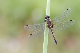 Attēlu rezultāti vaicājumam “Leucorrhinia rubicunda”