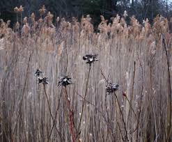 Attēlu rezultāti vaicājumam “Rhabdophaga rosaria”