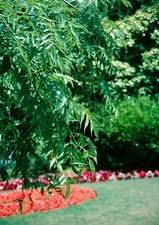 Attēlu rezultāti vaicājumam “Fraxinus excelsior Pendula female flower”