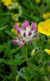 Image result for Anthyllis vulneraria rubra