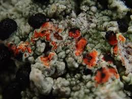 Attēlu rezultāti vaicājumam “Mycoblastus sanguinarius”