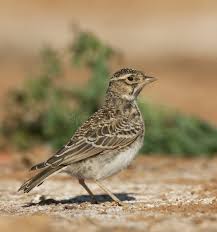 Image result for Calandrella rufescens