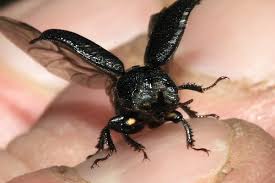 Attēlu rezultāti vaicājumam “Sinodendron cylindricum female”