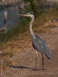 Attēlu rezultāti vaicājumam “Ardea cinerea adult”