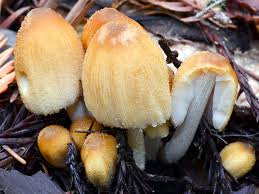 Attēlu rezultāti vaicājumam “Coprinus micaceus”