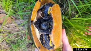 Attēlu rezultāti vaicājumam “Tortula lingulata macro”