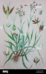 Attēlu rezultāti vaicājumam “Luzula pilosa leaf”