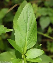 Attēlu rezultāti vaicājumam “Scrophularia umbrosa flower”