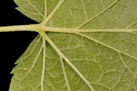 Attēlu rezultāti vaicājumam “Ribes nigrum leaf”