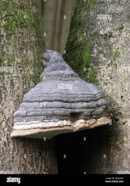 Attēlu rezultāti vaicājumam “Fomes fomentarius”