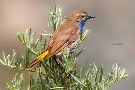 Attēlu rezultāti vaicājumam “Leucorrhinia caudalis male”