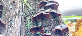 Attēlu rezultāti vaicājumam “Hymenochaete rubiginosa”