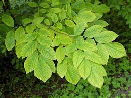 Attēlu rezultāti vaicājumam “Cladrastis kentukea leaf”