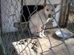 Help Stop Dog Fighting