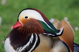 Attēlu rezultāti vaicājumam “Aix galericulata”