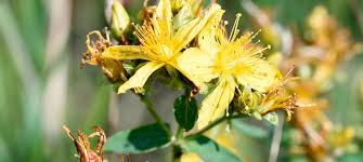 Attēlu rezultāti vaicājumam “Hypericum maculatum leaf”