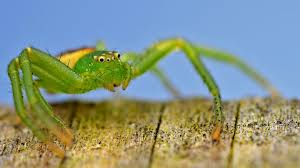 Attēlu rezultāti vaicājumam “Diaea dorsata”