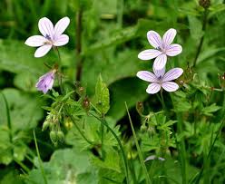Attēlu rezultāti vaicājumam “Geranium robertianum flower”