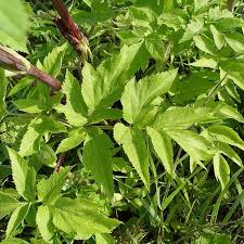 Attēlu rezultāti vaicājumam “Angelica archangelica leaf”