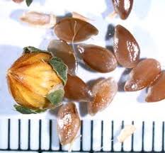 Attēlu rezultāti vaicājumam “Linum catharticum fruit”