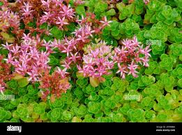 Attēlu rezultāti vaicājumam “Phedimus spurius leaf”