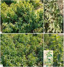 Attēlu rezultāti vaicājumam “Mentha spicata leaf”