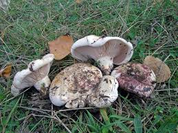 Attēlu rezultāti vaicājumam “Lactarius lygniotus”