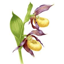 Attēlu rezultāti vaicājumam “Cypripedium calceolus”