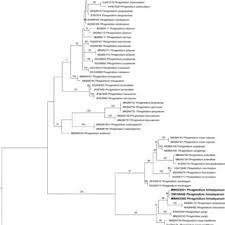 Attēlu rezultāti vaicājumam “Trachyspora intrusa”