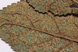 Attēlu rezultāti vaicājumam “Tranzschelia pruni-spinosae”