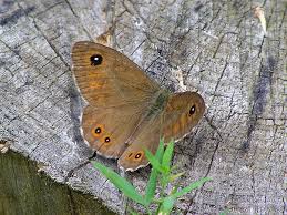 Attēlu rezultāti vaicājumam “Lasiommata maera underside”