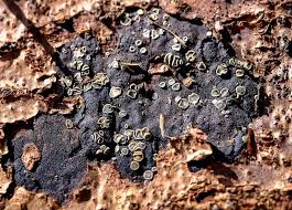 Attēlu rezultāti vaicājumam “Hyalorbilia inflatula”