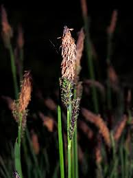 Attēlu rezultāti vaicājumam “Carex cespitosa flower”