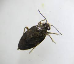 Attēlu rezultāti vaicājumam “Saldula saltatoria”