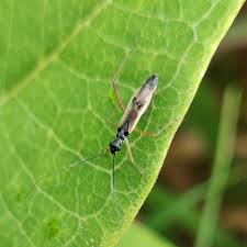 Attēlu rezultāti vaicājumam “Collaria sp.”