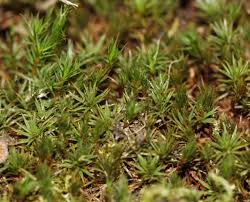 Attēlu rezultāti vaicājumam “Polytrichum juniperinum”