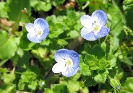 Attēlu rezultāti vaicājumam “Veronica agrestis”