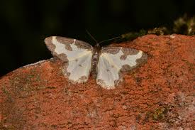 Attēlu rezultāti vaicājumam “Lomaspilis marginata”