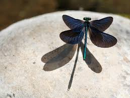 Attēlu rezultāti vaicājumam “Calopteryx virgo”