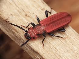 Attēlu rezultāti vaicājumam “Cucujidae”