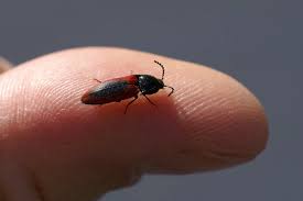 Attēlu rezultāti vaicājumam “Ampedus sanguinolentus”