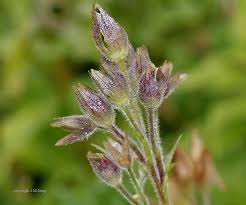 Attēlu rezultāti vaicājumam “Polemonium caeruleum bud”
