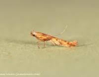 Attēlu rezultāti vaicājumam “Caloptilia hemidactylella”