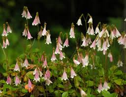 Attēlu rezultāti vaicājumam “Linnaea borealis fruit”